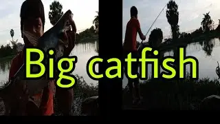 A big natural catfish 8/Sept/2022