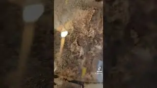 Atta Mex Leaf Cutters Dam What Size