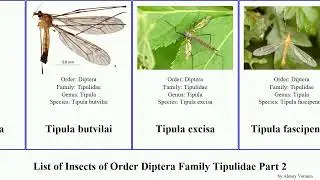 List of Insects of Order Diptera Family Tipulidae Part 2 tipula vestiplex lunatipula savtshenkia
