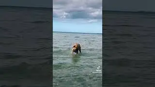 Dog Surfing at the Baltic Sea