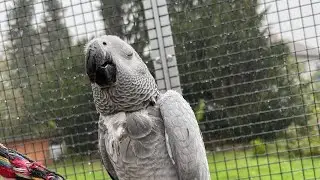 Birdie Bird, sprechender Graupapagei, Sprechübung