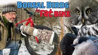 Boreal Birding by Fat Bike — GREAT GRAY OWL! Minnesota SUPERIOR National Forest