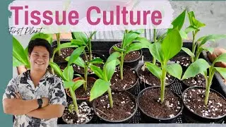 TISSUE CULTURE What to do after acclimatize your plants@thefirstplant