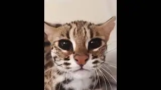 Waaaah