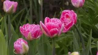 Ботанический сад Ultra HD.