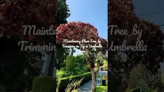 Maintaining a Flowering Plum Tree in Umbrella Form Design