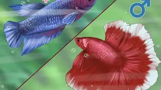 How to Determine the Sex of a Betta Fish