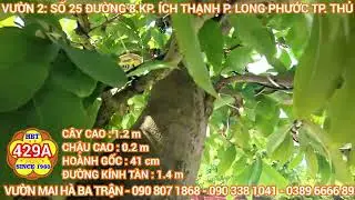 HBT-429A