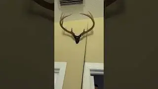 Useful Deer antlers