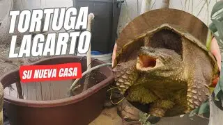 HABITAT para TORTUGA LAGARTO | Filtro de pantano