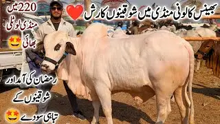 Bhains Colony Mandi Karachi Cattle Latest Rates Update 18 February 2026 | Cow Mandi 2026 | BakraEid