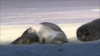 Rhythmic Nature