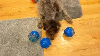Kong Rewards Balls & GWPs