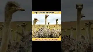 Top -05 Interesting Facts 😱😱#shortvideo #shortsvideo #shorts #amazingfacts #hinditathya #ytstudio