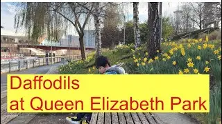 Beautiful Daffodils at Queen Elizabeth Park | Vincent London