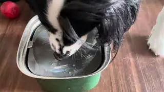 UPSKY 3L Dog Water Bowl 101oz Stainless Steel Dog Bowl No Spill Large Capacity Dog Food Water Bowl S
