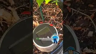 Red-Spotted Lanternflies Are Taking Over NYC... Here's How We Fought Back!
