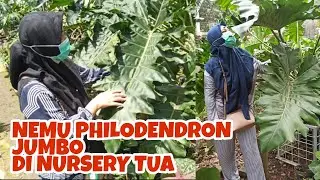 NEMU PHILODENDRON RAKSASA DI NURSERY TUA INI!TANAMAN HIAS RARE PLANTS - EP 16