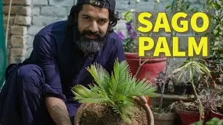 How to save dying Sago Palm | why Leaves Turning Yellow. #sagopalm #cycas