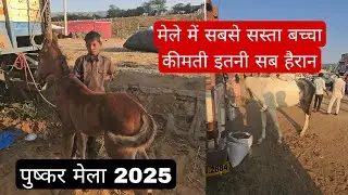 पुष्कर मेले में बिक गया सबसे सस्ता घोड़े का बच्चा, कीमत सुनकर हर कोई रह गया दंग