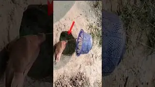Pigeon trap 🕊👀Easy bird trap that work 100% //Unique underground pigeon trap#shortsfeed
