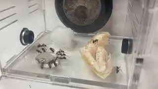Ant Colony Eating Shrimp, Time Lapse & Long Video - Camponotus Nicobarensis - Ants as Pets