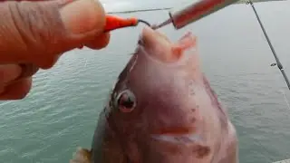 10/14/23 How the dehooker works @fishingwithbori