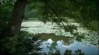 La forêt de Saint-Cucufa [07/05]
