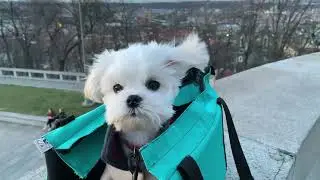 OWNING A MALTESE - YOU WILL NEED TO GET THESE THINGS