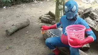 Spider Blue  carrying orange flavored drink along with his basket #spider #fypシ #funny
