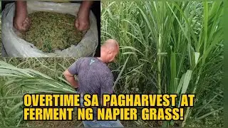 OVERTIME SA PAGHARVEST AT FERMENT NG NAPIER GRASS!