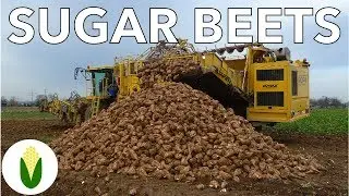 Sugar Beets! | Big Ag Episode 3