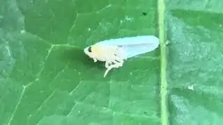 Plant hopper on cocoa leaf - Sap sucking insect