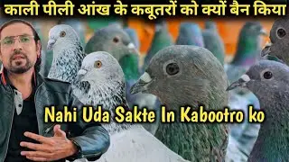 काली पीली आंख के कबूतरों की उड़ान पर बैन क्यों लगाया|Kali Pili Aankh Ke Kabootar ki Udan ko Kyon Ban?