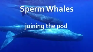 Sperm Whales - joining the pod