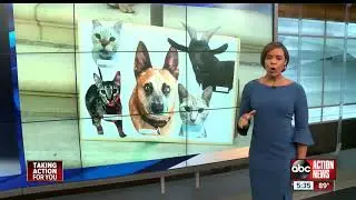 WFTS: St. Petersburg joins Better Cities for Pets initiative