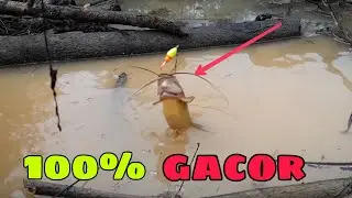 Cara Memancing Ikan Lele Lembat/Lele Akar Siang Hari