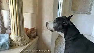 Funny Katie The Great Dane Sings To Jack The Cat