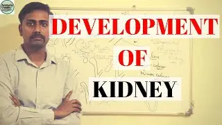 DEVELOPMENT OF KIDNEY - COMPLETE (PART 1 & 2)