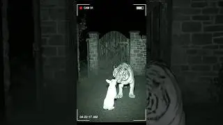 CCTV Footage You&rsquo;ll Ever See CCTV Captured The Most Unexpected Moment Ever #asmr #cctv #satisfying
