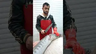Great barracuda | Amazing Big Barracuda Fish Cutting
