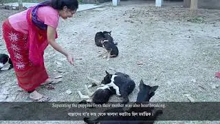 The story of a pet family!