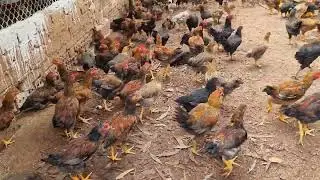 Inside poultry Farm make million giant Chicken feet breed every year