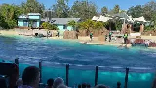 #dolphinsshow