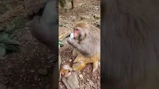 Monkey Shorts, Monkey Videos #shorts #tiktok