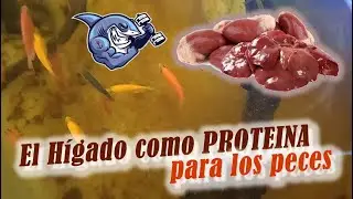 H&iacute;gado Proteina para los Tetra y otros peces