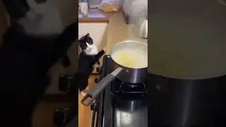 Cat Alerts Owner to Boiling Pot