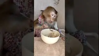 Animal world monkey eating food with spoon - Animals In The World