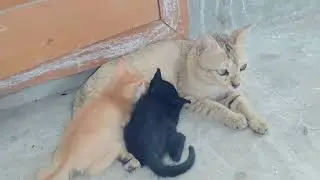 Mama Cat Feeding Newborn Kittens 🐱🍼 | Heart Melting part 2