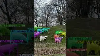 AI Tracks Sheep in Real Time 🐑 | YOLOv8 Object Detection Demo #shorts #Shorts
